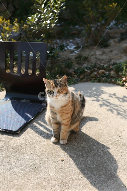 동물,고양이,cat,animal,얼룩이,기다림,동물,animal,포유류,mammal,고양이,cat,kitten,kitty