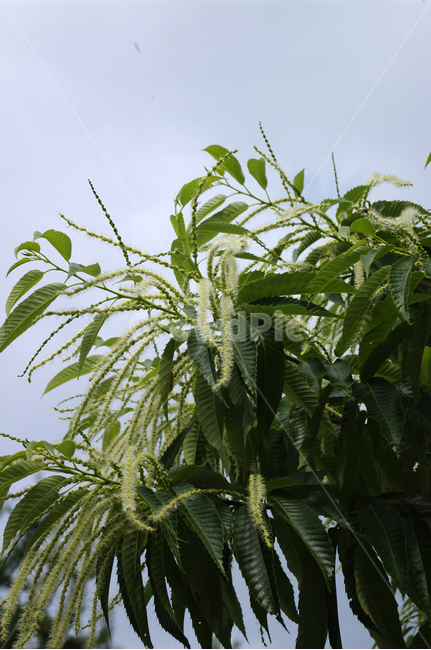 밤꽃,꽃,식물,flower,plant,식물,자연,plants,nature