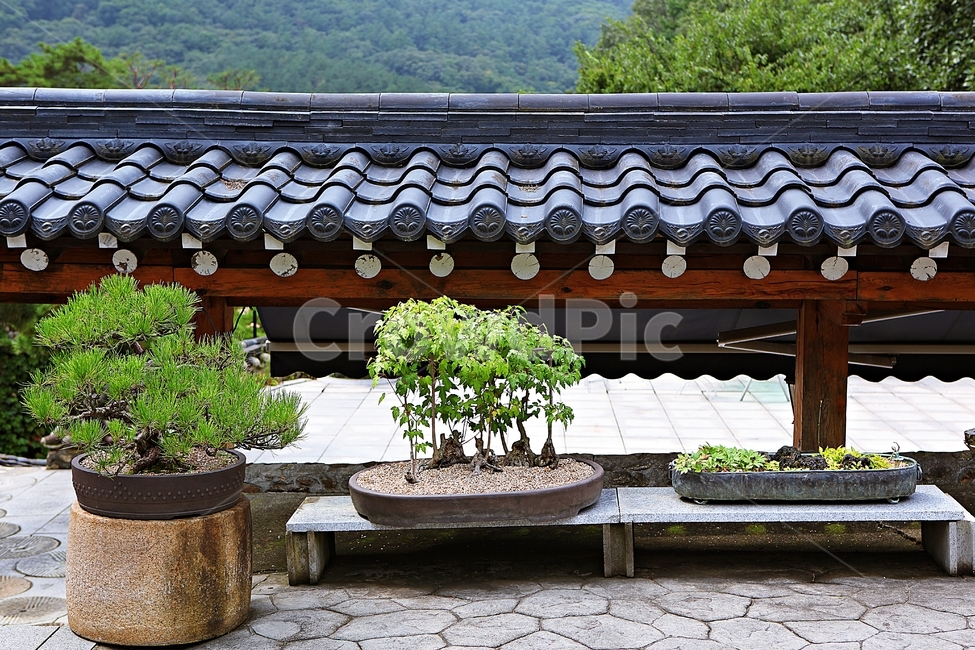 화분,식물,흙,자연,풍경,식물,자연,plants,nature