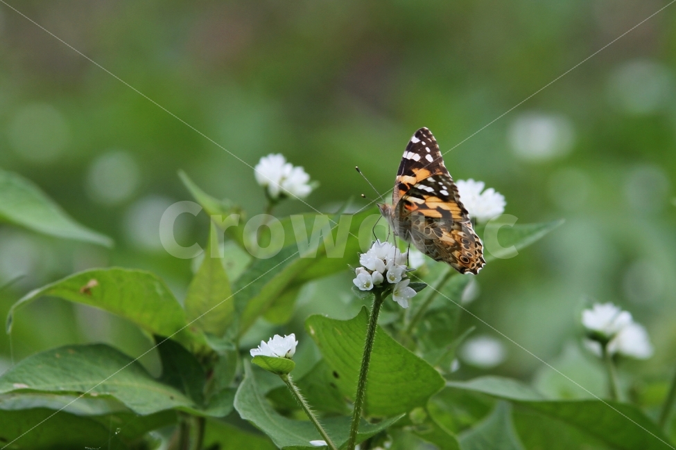자연,나비,꽃,식물,고마리꽃,식물,자연,plants,nature,꽃,flower,동물,animal,곤충,벌레,insect,bug