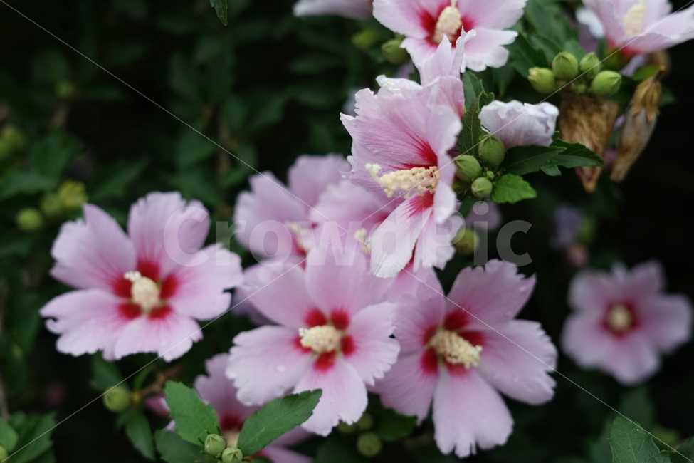 무궁화,여름,비오는날,꽃,감성,플라워,우리나라꽃,식물,자연,plants,nature,꽃,flower