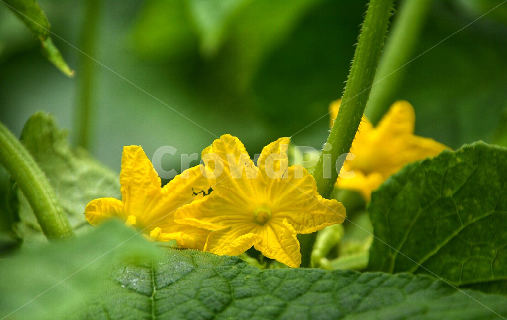 꽃한송이,flower,플라워,노란꽃,호박꽃