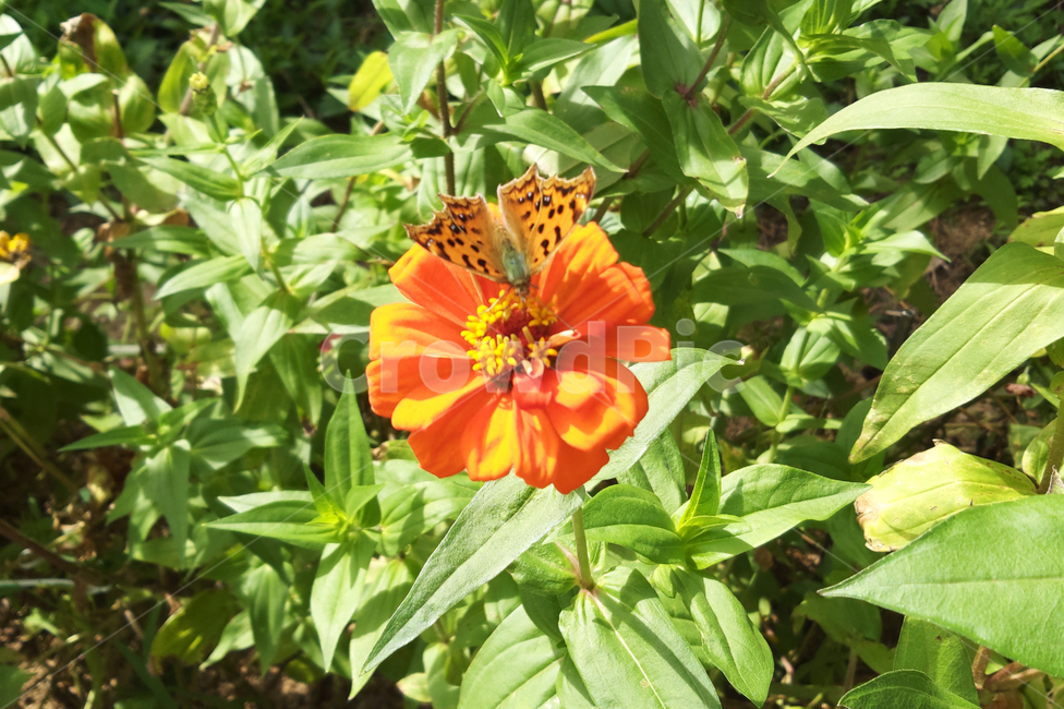 야생화,꽃,나비,식물,자연,여름,wildflower,flower,plant,butterfly,nature,summer,식물,자연,plants,nature,꽃,flower,동물,animal,곤충,벌레,insect,bug