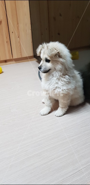 개,강아지,애견,시골개,멍멍이,애완동물,반려견