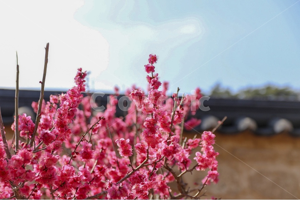 홍매화,매화,꽃,자연,봄꽃,식물,계절,plants,nature,spring,season,flower,나무,tree,봄,봄,계절,spring,season,식물,자연,plants,nature,꽃,flower,plant