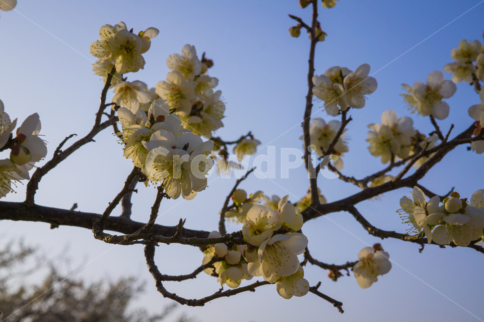 벚꽃,꽃,하늘,자연,봄,flower,spring,natural,blossom,sky,cherryblossom,봄,계절,spring,season,식물,자연,plants,nature,꽃,flower,plant