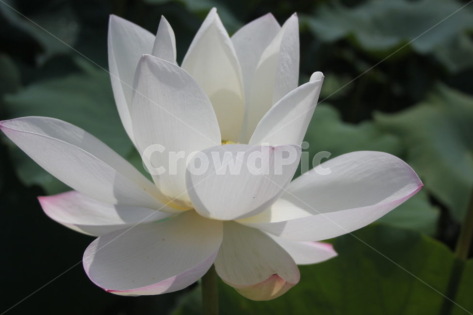 꽃,flower,식물,plant,blossom,연꽃,무안