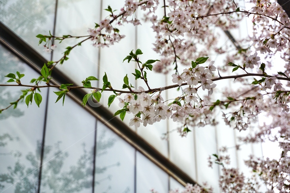 plant,식물,flower,blossom,꽃,cherryblossom,벚꽃