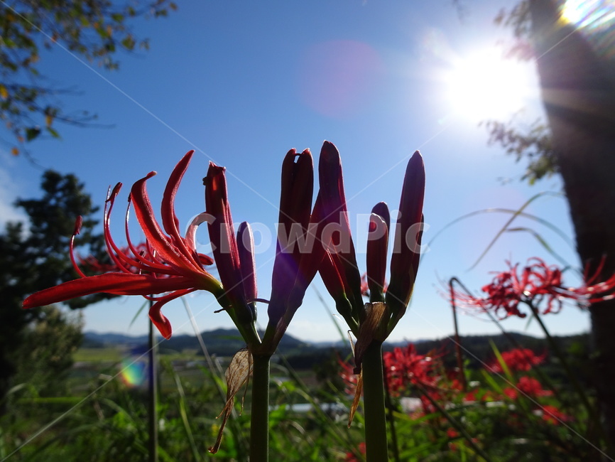 꽃,꽃무릇,상사화,하늘,빨강,식물,자연,plants,nature,꽃,flower