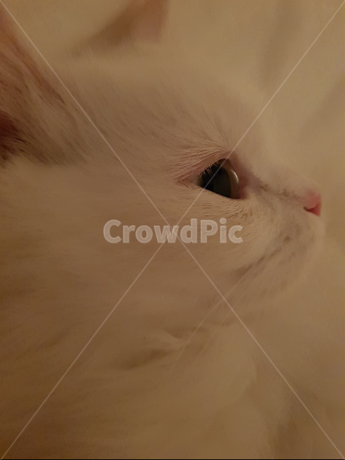 고양이,먼치킨,동물,cat,pet,포유류,반려묘,애완묘,미묘,예쁜고양이,동물,animal,포유류,mammal,고양이,cat,kitten,kitty