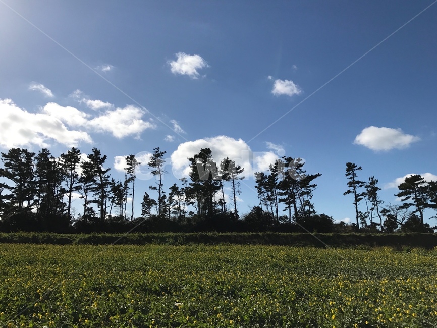유채꽃,유채꽃밭,제주도,봄,jeju,하늘,나무