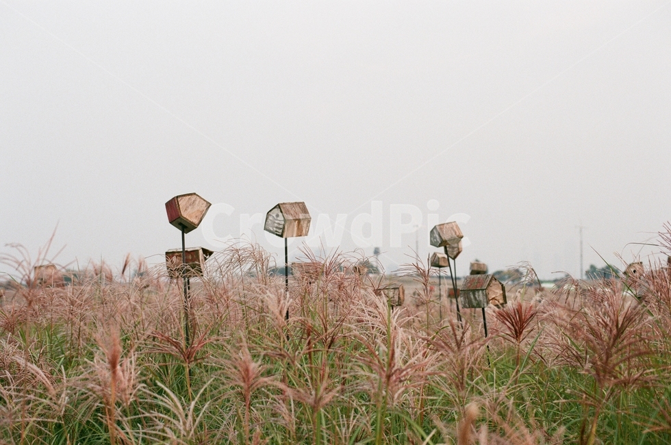 우체통,우체국,감성,분홍,필름사진,가을,계절,fall,autumn,season,감성,sensible,feeling,plant,식물