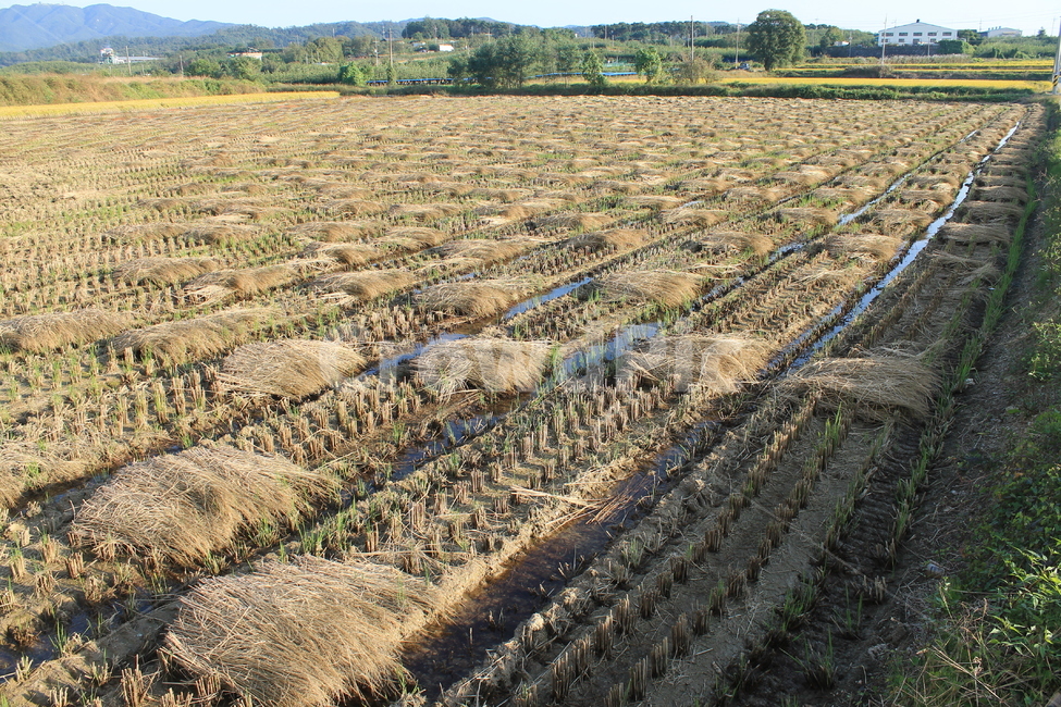 자연,논,추수,가을,가을추수,볏단,볏짚,nature,harvest,ricesheaf,sheafofrice,ricefield,ricepaddy,autumn,fall,가을,계절,fall,autumn,season,농업,농사,agriculture,farming,farming industry,soil,흙,ground,바닥,outdoors,옥외,land,땅