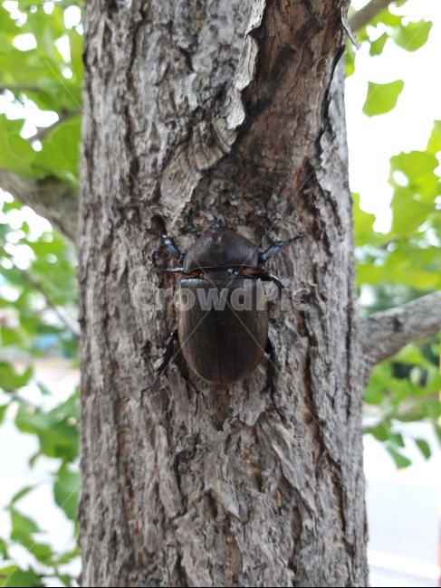 곤충,장수풍뎅이,insect,풍뎅이,딱정벌레목,동물,animal,곤충,벌레,insect,bug