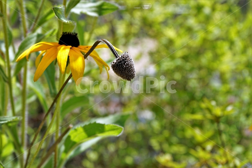 루드베키아,rudbeckia,암술,coneflower,삼잎국화,국화과,식물,꽃,노랑,floral,plant,stigma
