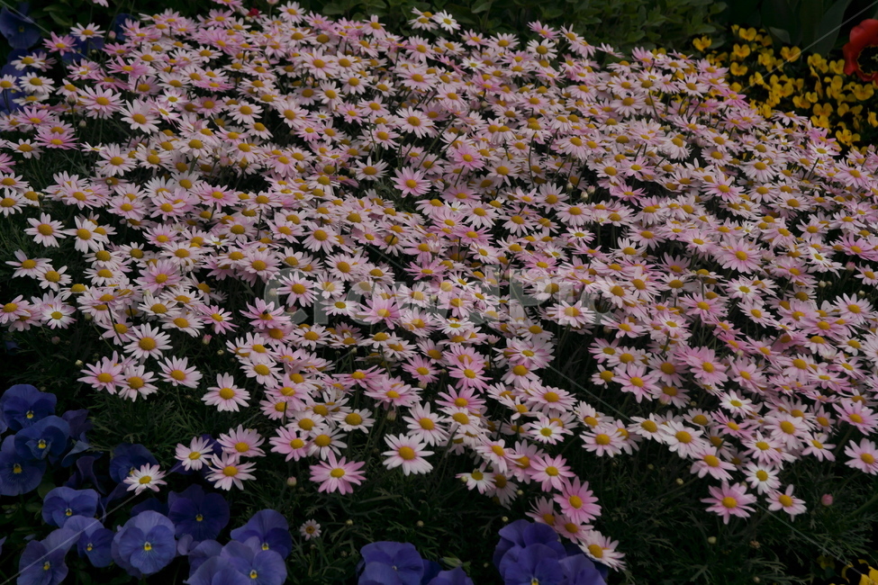 봄,따스함,잎사귀,꽃,팬지,데이지,식물,자연,plants,nature,꽃,flower