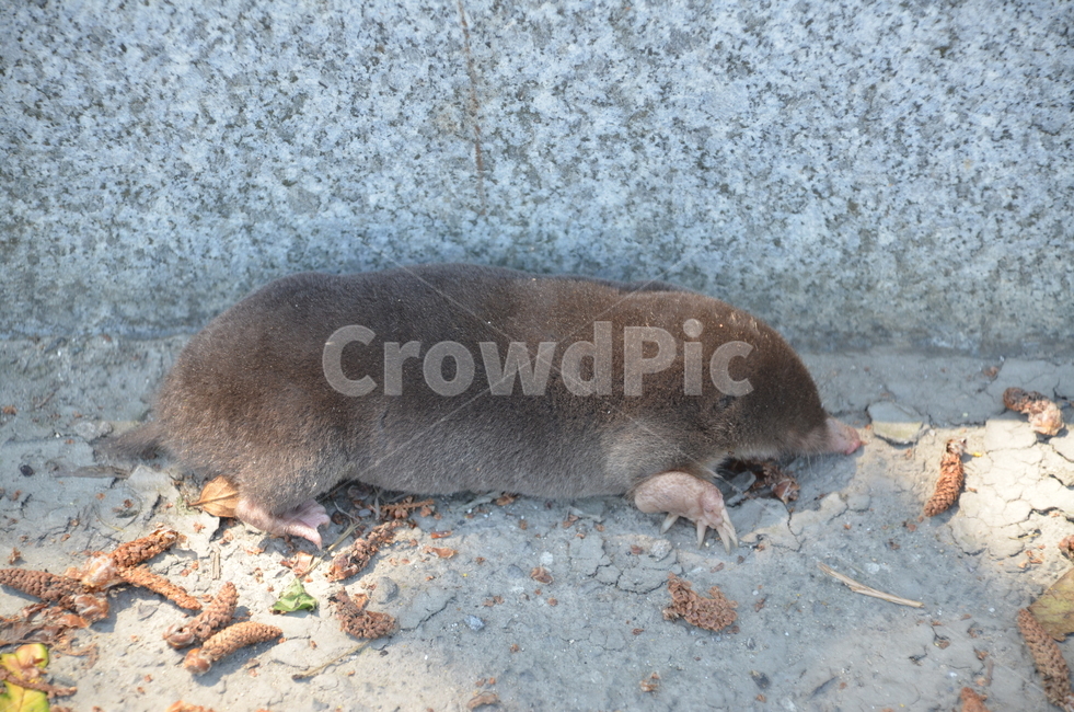 두더지,동물,야생동물,포유류,로드킬,동물,animal,포유류,mammal