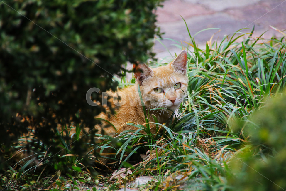 고양이,야옹이,개냥이,길냥이,동물,동물,animal,포유류,mammal,고양이,cat,kitten,kitty