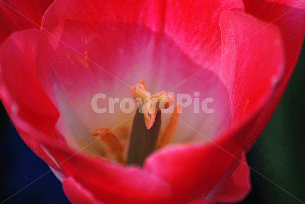 꽃,봄,자연,flower,접사,식물,자연,plants,nature,꽃,flower
