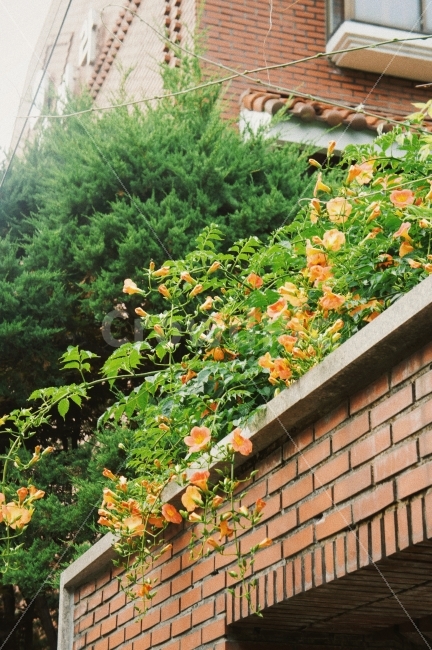능소화,꽃,자연,초록,풍경,전경,감성,감성사진,식물,green,flowers,nature,landscape,식물,자연,plants,nature,꽃,flower,감성,sensible,feeling