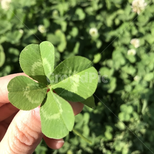 plant,식물,leaf,잎,네잎클로버,클로버,clover,토끼풀,풀,grass,잔디,자연,nature,행운,green,초록,초록색,식물,자연,plants,nature
