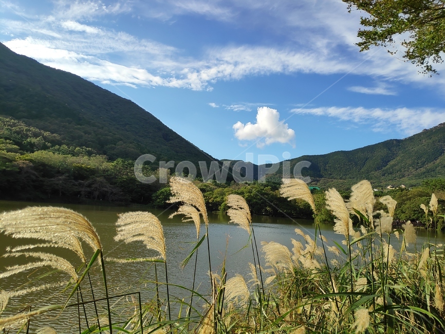 가을,autumn,fall,갈대,reed,grass,식물,잔디