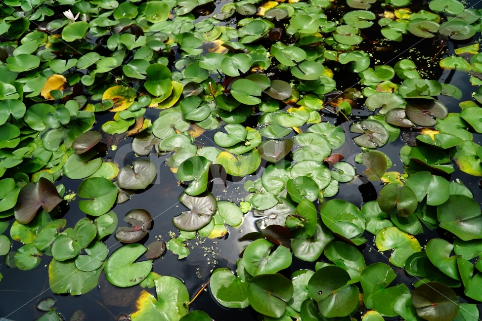 식물,자연,연꽃잎,연못,nature,flowerr,수초,수생식물,감성,감성사진,힐링,힐링사진,한국의자연,한국자연,한국풍경,여름꽃,스냅,스냅사진,스넵,스넵사진,snap,snapshot,plant,plants,정원,식물,자연,plants,nature