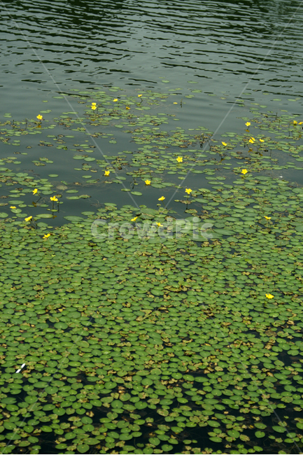 호수,수생식물,어리연꽃,식물,flower,plants,nature,꽃,공원,자연,풍경,nature,landscape,water,물