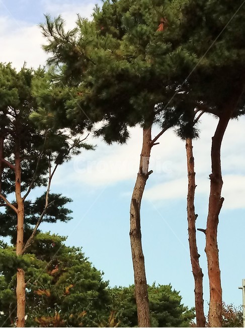 tree,소나무,나무,상록교목,솔나무,송목,적송,육송,송유송,여송,자송,청송,식물,plant