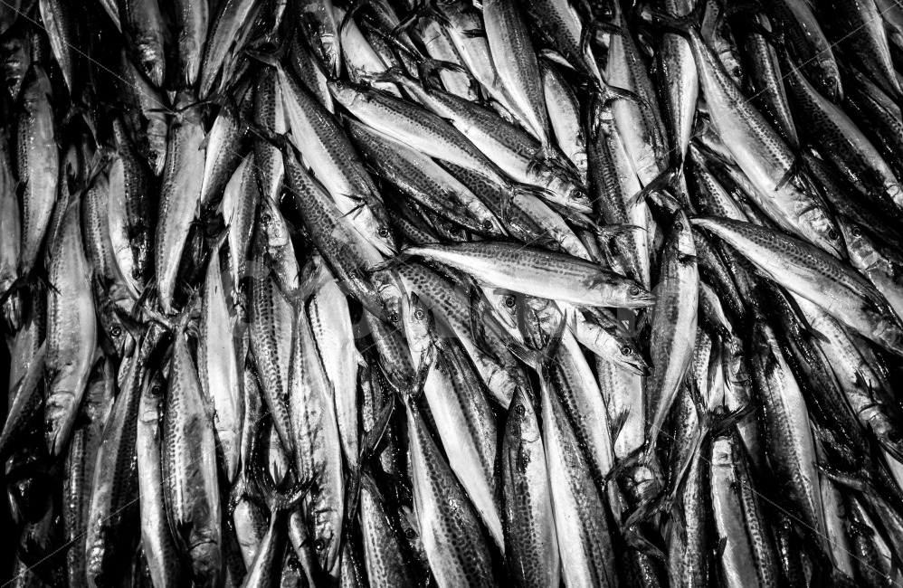 Bluebacked fish,fish,Grayscale,How about mackerel,fish market,mackerel