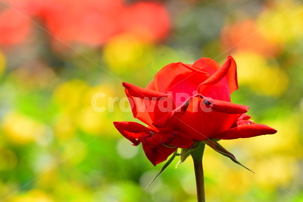 장미,장미꽃,로즈,꽃,아름다움,예쁜,플라워,감성,필,느낌,분위기,데코레이션,꽃송이,꽃잎,feeling,rose,flowers,5월,계절의여왕,가시,가든,정원,앞뜰,장미원,장미축제,BEAUTIFUL,plant,garden,red,빨강장미,빨간장미,식물,자연,plants,nature,꽃,flower