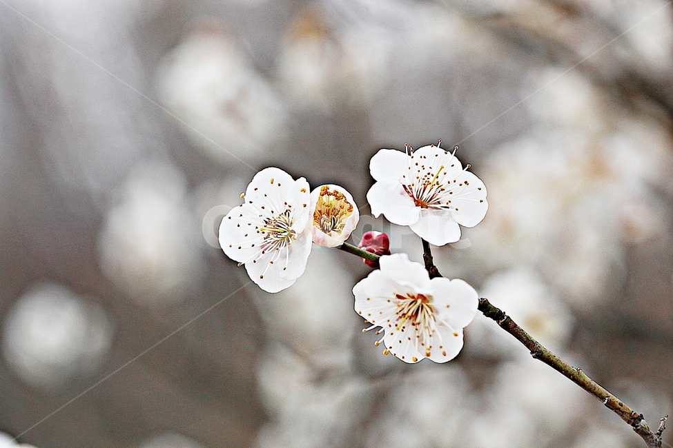 apricot flower,nature,background,apricot tree,flower