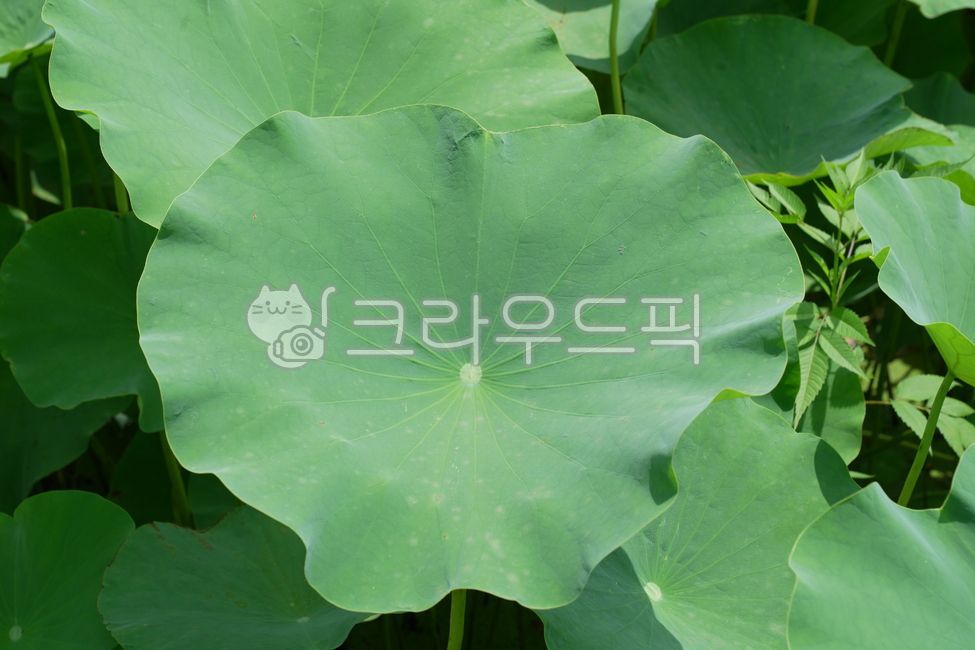 연잎, 연꽃잎, plant, 자연, 감성사진, 사진,이미지,일러스트,캘리그라피 - Nleesk3709작가