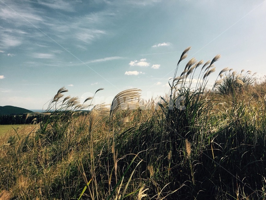 제주,오름,갈대밭,하늘,제주도,자연,풍경,nature,landscape,plant,식물,grass,잔디,lawn,reed,갈대