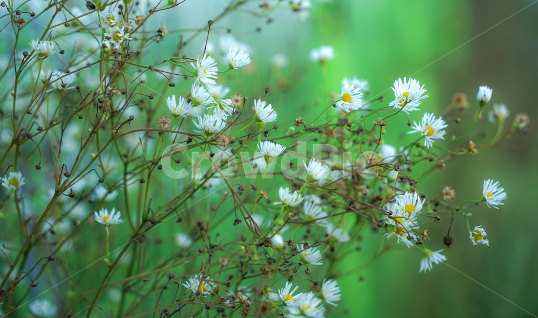 들꽃,꽃,야생화,자연,식물,식물,자연,plants,nature,꽃,flower