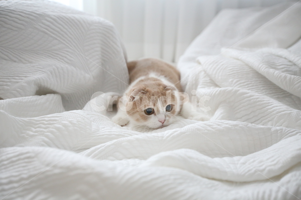 고양이,cat,kitten,반려묘,치즈색고양이,동물,animal,포유류,mammal,고양이,cat,kitten,kitty,감성,sensible,feeling