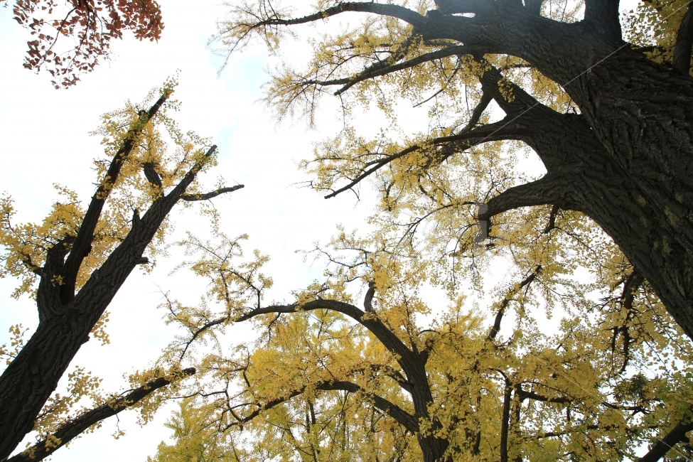 은행나무,나무,은행잎,노랑,가을,가을,계절,fall,autumn,season,식물,자연,plants,nature,나무,trees,wood,tree,plant,tree trunk,나무 줄기