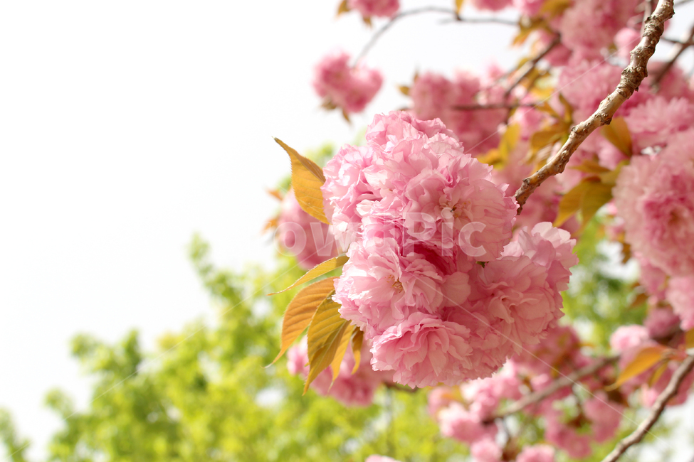 벚꽃,봄,겹벚꽃,자연,꽃,감성,spring,flower,nature,cherryblossom,봄,계절,spring,season,꽃,flower,plant,식물,blossom