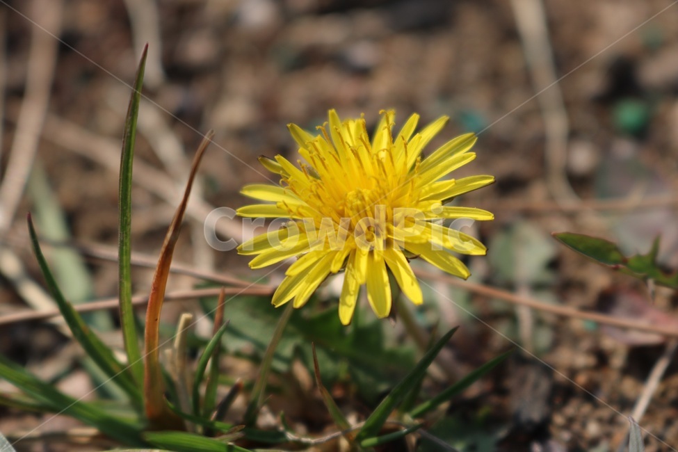 plant,식물,植物,민들레,꽃,노랑,초록,봄,タンポポ,花,黄色,緑,春,flower,yellow,green,spring