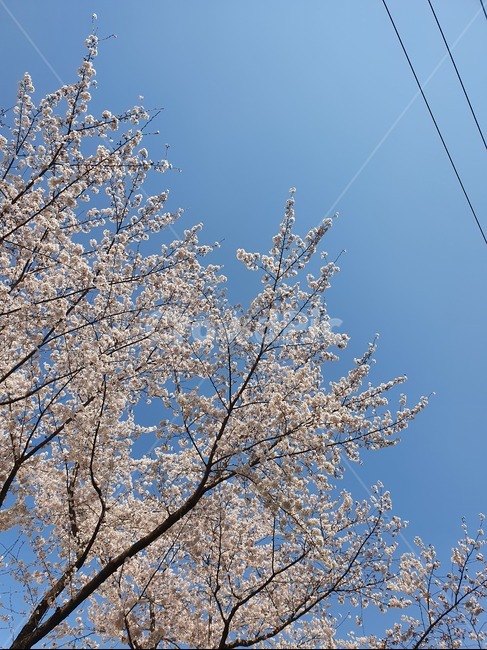 plant,식물,하늘,파란,경치,풍경,꽃,벚꽃,봄,날씨,따뜻,만개,꽃봉오리,벚나무,cherryblossom,spring,weather,warm,sky,blue,flower,tree