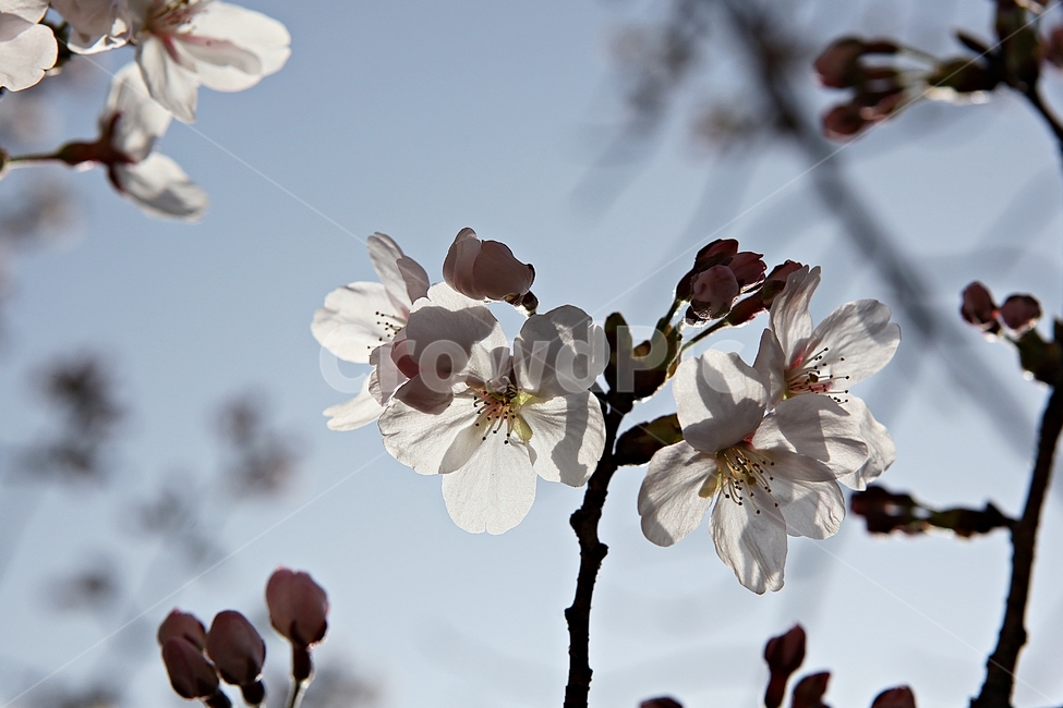 벅꽃,벗나무,벗꽃잎,봄꽃,꽃잎,식물,자연,공원,식물,자연,plants,nature,꽃,flower