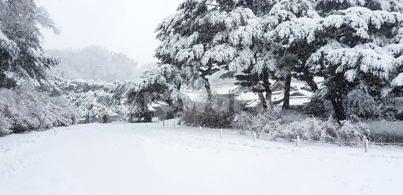 첫눈,창덕궁,낙선재,firstsnow,changdeokgung,겨울,계절,winter,season,자연,풍경,nature,landscape,outdoors,옥외