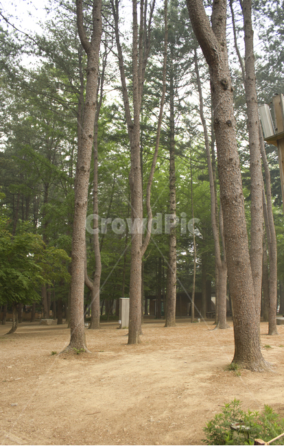 남이섬,나미나라,남이아일랜드,춘천,한국,대한민국,흙길,흙,오솔길,산책로,산책길,풀,나무,자연,숲,숲속,나무기둥,여름,녹색,그린,초록색,브라운,갈색,산림,산림욕,자연,풍경,nature,landscape,tree,plant,식물,tree trunk,나무 줄기