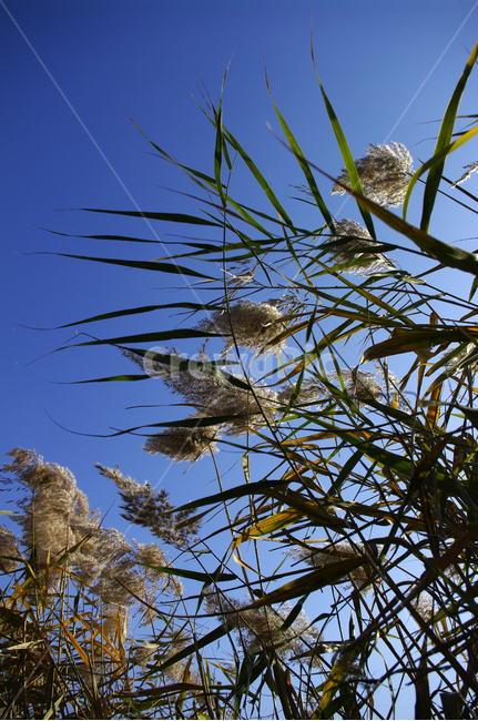 autumn,가을,식물,억새,하늘,가을,계절,fall,autumn,season,식물,자연,plants,nature,grass,잔디,plant,animal,동물,bird,새