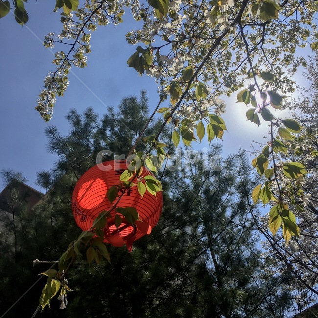 등,등불,꽃,자연,봄,light,nature,spring,flowers,벗꽃