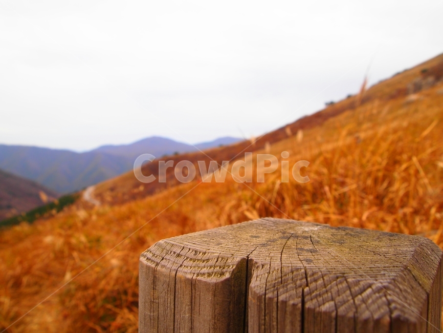 가을,단풍,단풍잎,감성사진,감성,풍경,풍경사진,갈색,빨간색,노랑색,주황색,낙엽,가을풍경,한국,색감,10월,fall,숲,빨강,주황,노랑,red,orange,yellow,다채로움,다채로운,나무기둥,기둥,자연,풍경,nature,landscape