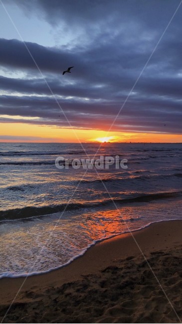 nature,outdoors,옥외,animal,동물,bird,새,ocean,대양,sea,바다,water,물,sunset,노을,자연,sky,하늘,해변,바다,beach,sea