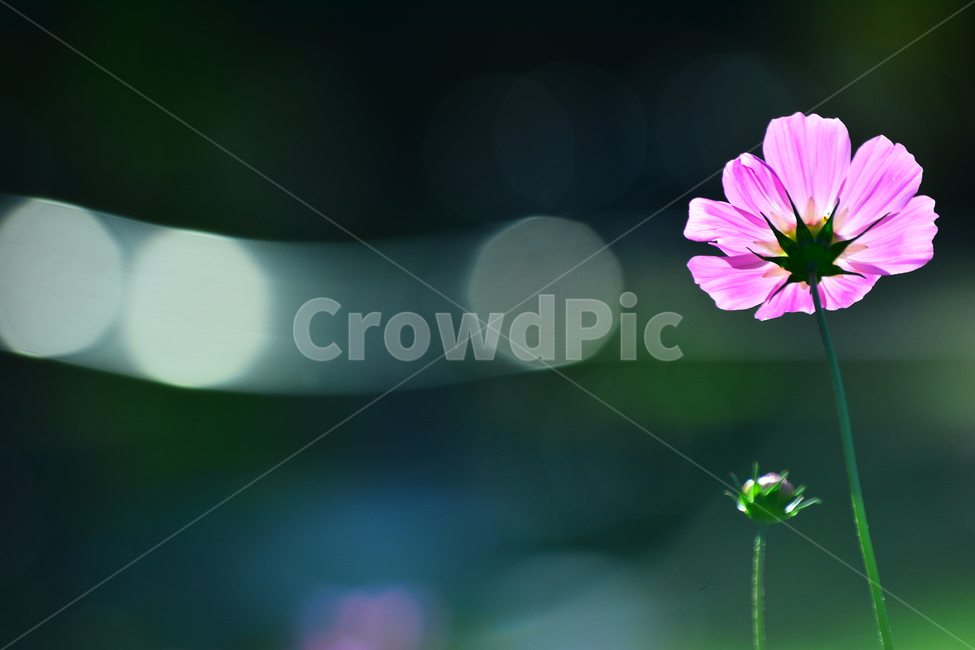 코스모스,보케,감성,분위기,가을꽃,꽃,가을분위기,cosmos,flowers,autumn,fall,빛,투명한,핑크색,pink,가을느낌,계절,시즌,9월,10월,원형,bokeh,빛망울,접사,마크로,클로즈업,macro,closeup,feeling,emotion,sensible,느낌,필,season,한송이,가을,계절,fall,autumn,season,식물,자연,plants,nature,꽃,flower,plant