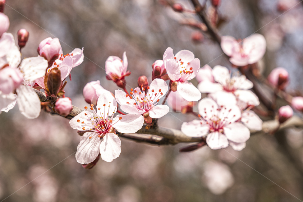 plant,식물,flower,꽃,blossom,나무,봄,벚꽃,핑크,분홍,햇빛,빛,화이트,closeup,tree,cherry,bloom,spring,fresh,sun,light,pink,white,식물,자연,plants,nature,꽃,flower