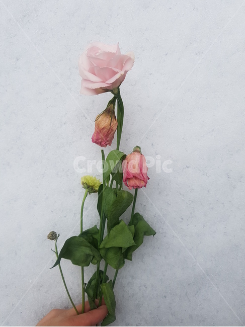 눈,겨울,꽃,식물,장미,보타닉,유칼립투스,초록,분홍,흰색,하얀색,첫눈,눈오는날,winter,white,pink,snow,flower,green,꽃한송이,꽃다발,눈밭,눈길,발자국
